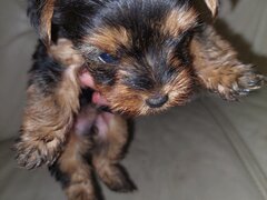 Yorkshire Terrier mini toy