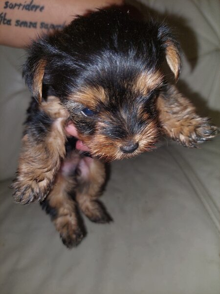 Yorkshire Terrier mini toy,