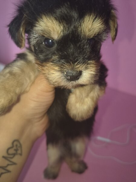 Yorkshire Terrier mini toy,