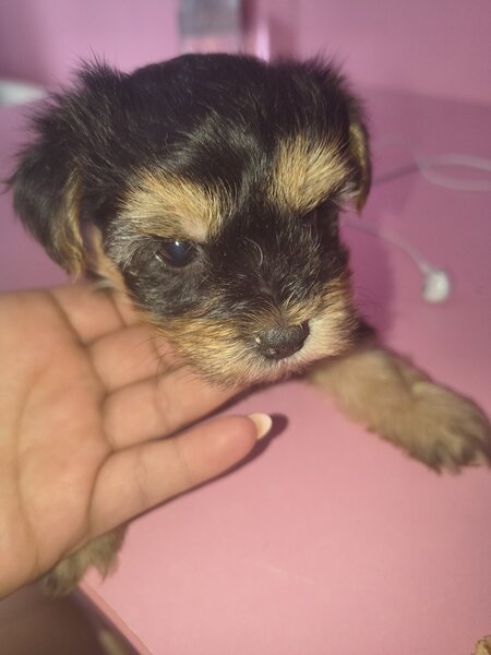 Yorkshire Terrier mini toy,