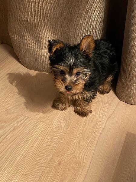 Yorkshire Terrier mini toy,