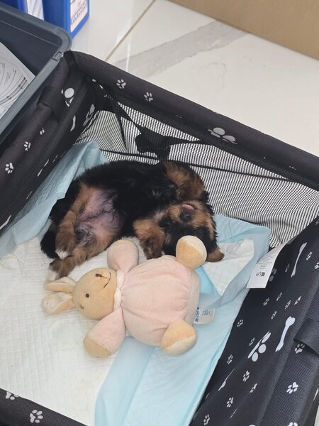 Yorkshire Terrier mini toy,