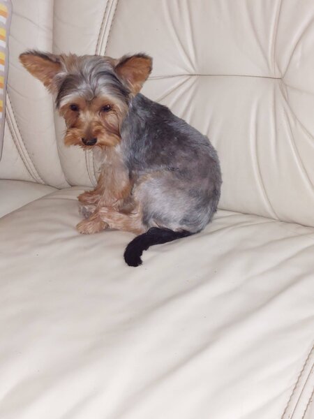 Yorkshire Terrier mini toy,