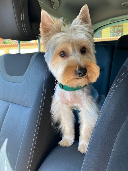 Yorkshire Terrier mini toy,