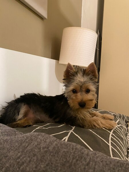 Yorkshire Terrier mini toy,