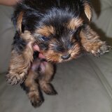 Yorkshire Terrier mini toy