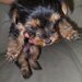 Yorkshire Terrier mini toy,