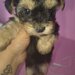 Yorkshire Terrier mini toy,