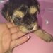Yorkshire Terrier mini toy,