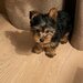 Yorkshire Terrier mini toy,