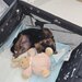Yorkshire Terrier mini toy,