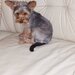 Yorkshire Terrier mini toy,