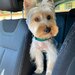Yorkshire Terrier mini toy,
