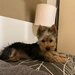 Yorkshire Terrier mini toy,